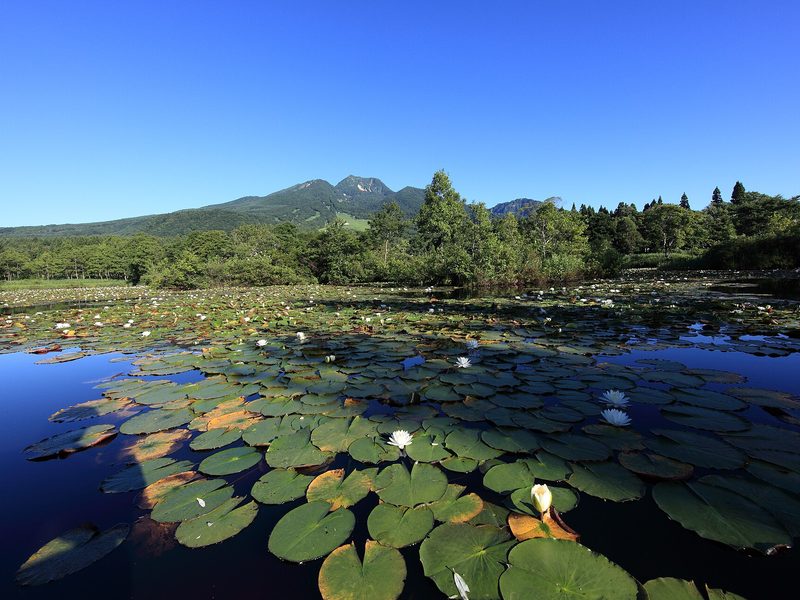 Water lilies on Imori pond with Mount Myoko behind, in summer